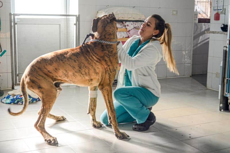 chien chez le vétérinaire