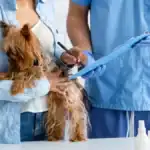 exclusion assurance chien